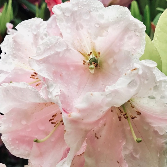 Meet your Posher, Michelle - Picture 1 of 1